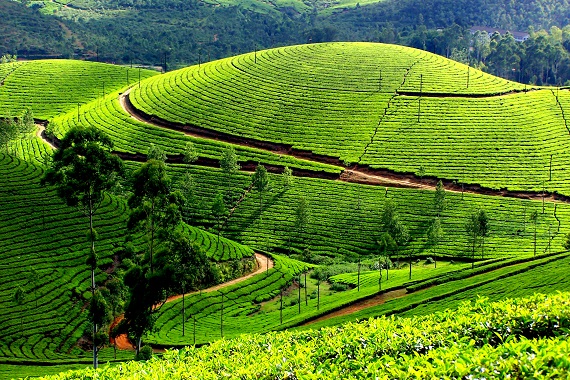 Largest Tea Growing Places in India