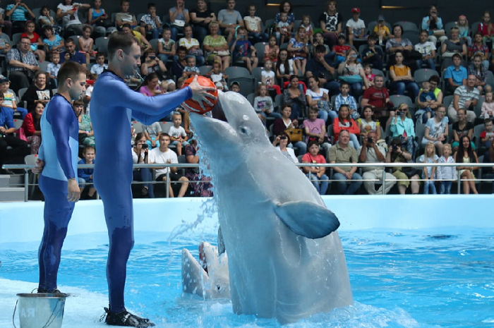 Dubai dolphin show