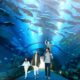 dubai aquarium visit